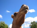 camel