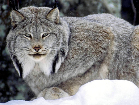 canadian lynx - cats, felines, animals