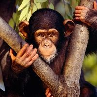 chimpanzee