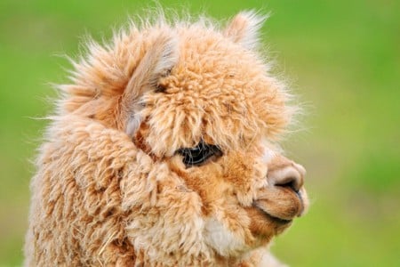 Llama - llama, picture, cool