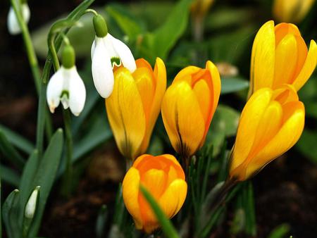 Flowers - nature, flowers