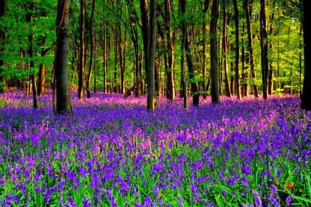 Wild Flowers - picture, beautiful, wild flowers