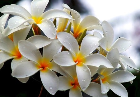 White Flowers - white flowers, picture, cool