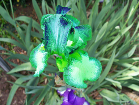 Odd lookin' flower - yellow, blue, brown, eyes, eye, flowers, irises, red, garden, iris, color, weird, freaky, orange, flower, black, white, awesome, green, candy