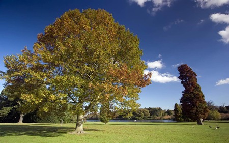 Sunny Autumn Day - clouds, trees, nature, autumn, field, sky