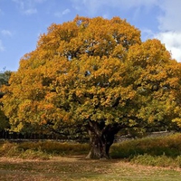 Autumn Oak Tree