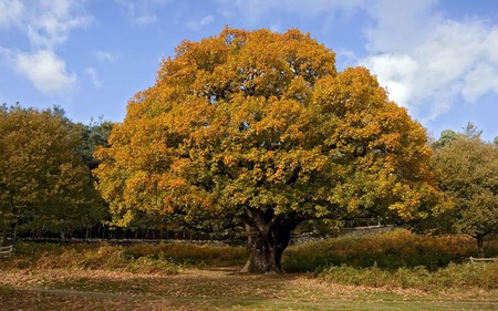 Autumn Oak Tree - nature, autumn, field, tree, oak