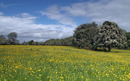 Buttercup Meadow - nature, trees, buttercups, summer, meadow