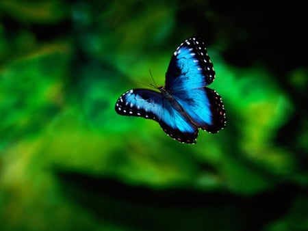 magnificent butterfly - beautiful, fly, butterfly, blue