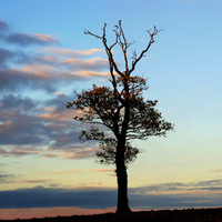 Cloud Tree Silhouette