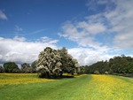  Buttercup Summer Fields