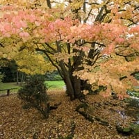 Peachy Autumn Day