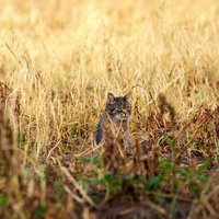 BEWARE OF THE CAT