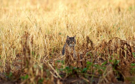 BEWARE OF THE CAT - cute, field, funny, cat