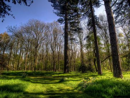 Grassy Woodlands - nature, trees, woods, green, majestic, grass