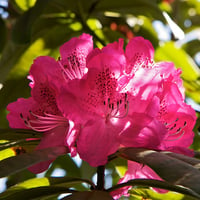 Pink Rhododendron Flower