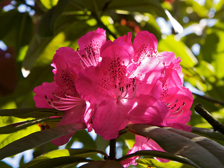 Pink Rhododendron Flower - flowers, greenery, nature, summer, pink