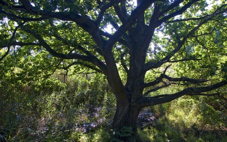 Shady Sunlit Tree - nature, trees, sunlight, forest, shady, green