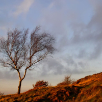 Tree Beacon Hill