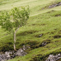 Dovedale Windswept Tree