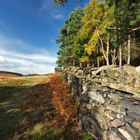 Stone Wall And Trees