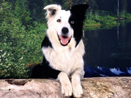 Smile!! - dogs, pretty, animals, border collies