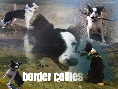 The Border Collie - animals, dogs, border collies, pretty