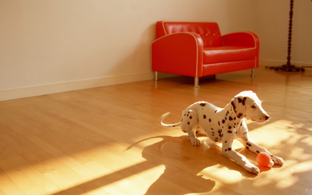 Playful Dalmatian - red couch, playful, dogs, orange ball, animals, dalmatians