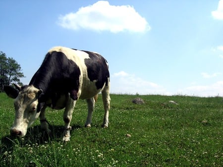 cow - animals, cows, field, cow, tree, grass