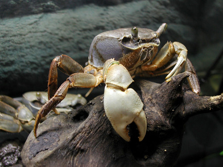 crab - crab, animals