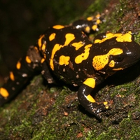 fire salamander