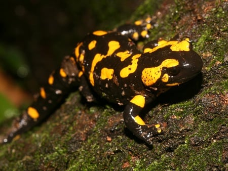 fire salamander - salamander, animals, reptiles