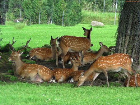 deer - animals, deer