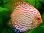 discus fish