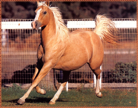 Palomino Horse - pretty, trotting, palominos, horses