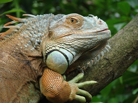 dragon iguana - iguana, animals, reptiles