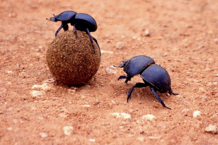 dung beetles - bugs, dung beetles