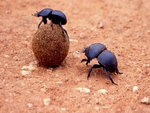 dung beetles