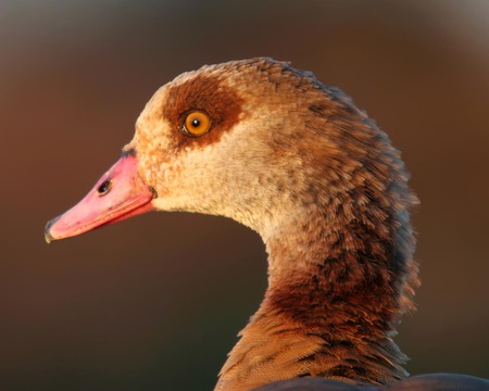 egyptian duck - ducks, animals, birds