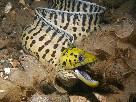 fimbriated moray Eel - fish, animals