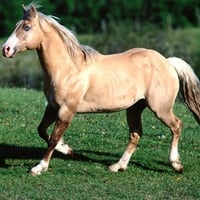 Bundy the Palomino Quarter Horse