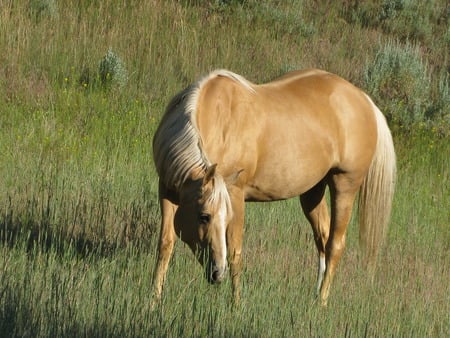 Palomino Horse - grazing, calm, palominos, horses, fields, wild