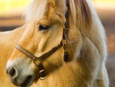 Horse - horses, close-up