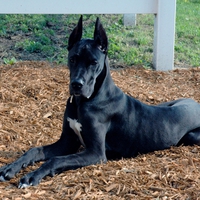 great dane