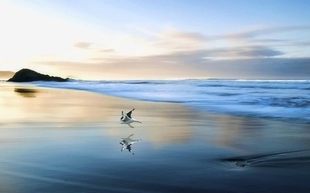 Curious - bird, blue, seagull, rock, ocean, reflection, wave, sky