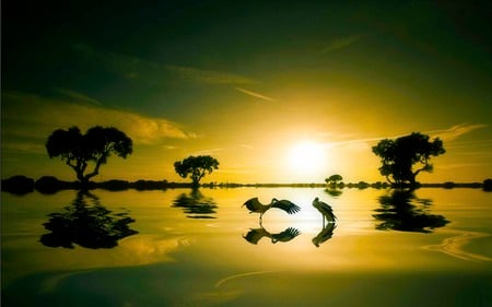 Sharing - trees, reflection, stork, sunset, bird