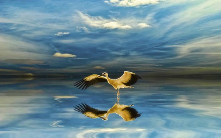 The Reflection - sky, lake, reflection, stork, blue, bird