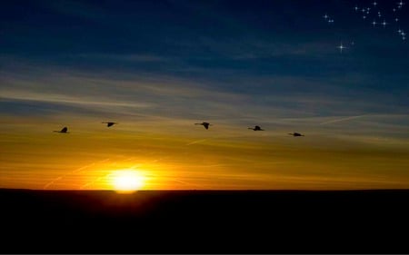 To Where I Belong - bird, sunset, starry, blue, storks, sky