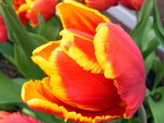 firey tulip 