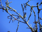 bluetit seeing what i'm doing